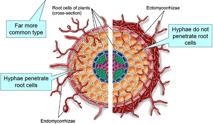 Endomycorrhizae